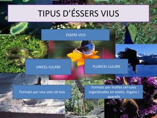 TIPUS D’ÉSSERS VIUS
ÉSSERS VIUS
UNICEL·LULARS PLURICEL·LULARS
Formats per una sola cèl·lula
Formats per moltes cèl·lules
organitzades en teixits, òrgans i
aparells
 