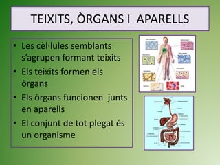 TEIXITS, ÒRGANS I APARELLS
• Les cèl·lules semblants
s’agrupen formant teixits
• Els teixits formen els
òrgans
• Els òrgans funcionen junts
en aparells
• El conjunt de tot plegat és
un organisme
 