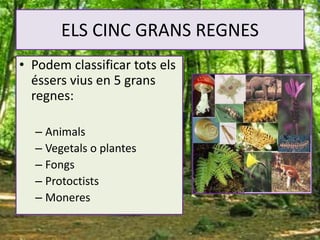 ELS CINC GRANS REGNES
• Podem classificar tots els
éssers vius en 5 grans
regnes:
– Animals
– Vegetals o plantes
– Fongs
– Protoctists
– Moneres
 