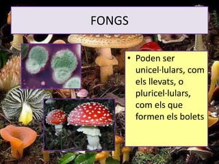 FONGS
• Poden ser
unicel·lulars, com
els llevats, o
pluricel·lulars,
com els que
formen els bolets
 