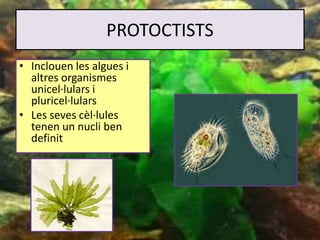 PROTOCTISTS
• Inclouen les algues i
altres organismes
unicel·lulars i
pluricel·lulars
• Les seves cèl·lules
tenen un nucli ben
definit
 