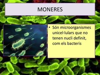 MONERES
• Són microorganismes
unicel·lulars que no
tenen nucli definit,
com els bacteris
 