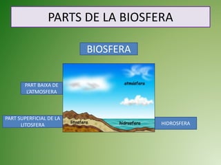 PARTS DE LA BIOSFERA
PART BAIXA DE
L’ATMOSFERA
HIDROSFERA
PART SUPERFICIAL DE LA
LITOSFERA
BIOSFERA
 