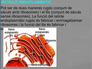 -RETICLE ENDOPLASMÀTIC:
Pot ser de dues maneres rugós (conjunt de
sàculs amb ribosomes) i el llis (conjunt de sàculs
sense ribosomes). La funció del reticle
endoplasmàtic rugós és fabricar i emmagatzemar
ribosomes i la funció del llis és fabricar i
emmagatzemar lípids.
 