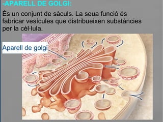 -APARELL DE GOLGI:
És un conjunt de sàculs. La seua funció és
fabricar vesícules que distribueixen substàncies
per la cèl·lula.
Aparell de golgi
 