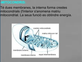 -MITOCONDRIS:
Té dues membranes, la interna forma crestes
mitocondrials (l'interior s'anomena matriu
mitocondrial. La seua funció es obtindre energía.
 