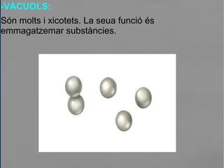 -VÀCUOLS:
Són molts i xicotets. La seua funció és
emmagatzemar substàncies.
 
