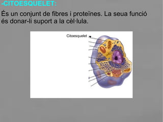 -CITOESQUELET:
És un conjunt de fibres i proteïnes. La seua funció
és donar-li suport a la cèl·lula.
Citoesquelet
 