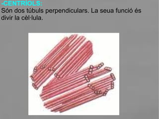 -CENTRÍOLS:
Són dos túbuls perpendiculars. La seua funció és
divir la cèl·lula.
 