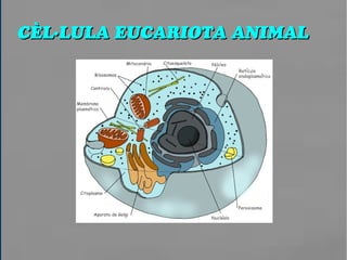 CÈL·LULA EUCARIOTA ANIMALCÈL·LULA EUCARIOTA ANIMAL
 
