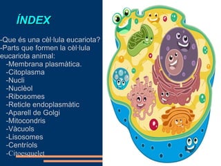 ÍNDEXÍNDEX
-Que és una cèl·lula eucariota?
-Parts que formen la cèl·lula
eucariota animal:
-Membrana plasmàtica.
-Citoplasma
-Nucli
-Nuclèol
-Ribosomes
-Reticle endoplasmàtic
-Aparell de Golgi
-Mitocondris
-Vàcuols
-Lisosomes
-Centríols
-Citoesquelet
 