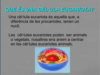 QUE ÉS UNA CÈL·ULA EUCARIOTA?QUE ÉS UNA CÈL·ULA EUCARIOTA?
Una cèl·lula eucariota és aquella que, a
diferència de les procariotes, tenen un
nucli.
Les cèl·lules eucariotes poden ser animals
o vegetals, nosaltres ens anem a centrar
en les cèl·lules eucariotes animals.
 