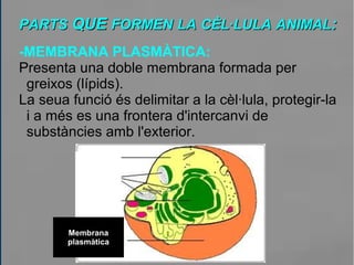PARTSPARTS QUEQUE FORMENFORMEN LALA CÈL·LULACÈL·LULA ANIMALANIMAL::
-MEMBRANA PLASMÀTICA:
Presenta una doble membrana formada per
greixos (lípids).
La seua funció és delimitar a la cèl·lula, protegir-la
i a més es una frontera d'intercanvi de
substàncies amb l'exterior.
Membrana
plasmàtica
 