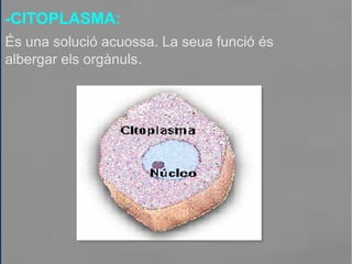 -CITOPLASMA:
És una solució acuossa. La seua funció és
albergar els orgànuls.
 