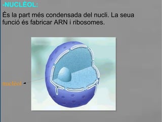 -NUCLÈOL:
És la part més condensada del nucli. La seua
funció és fabricar ARN i ribosomes.
nuclèol
 
