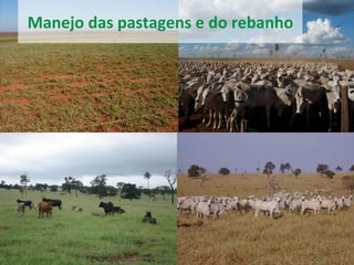 Manejo	
  das	
  pastagens	
  e	
  do	
  rebanho	
  
19	
  
 