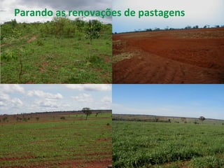 Parando	
  as	
  renovações	
  de	
  pastagens	
  
21	
  
 