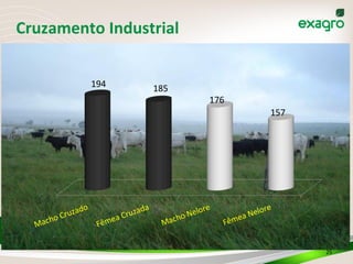Cruzamento	
  Industrial	
  
25	
  
Macho	
  Cruzado	
  
Fêmea	
  Cruzada	
  
Macho	
  Nelore	
  
Fêmea	
  Nelore	
  
	
  194	
  	
   	
  185	
  	
  
	
  176	
  	
  
	
  157	
  	
  
 