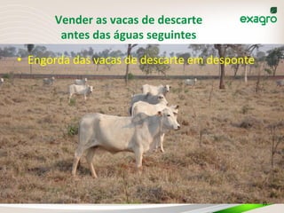 Vender	
  as	
  vacas	
  de	
  descarte	
  
antes	
  das	
  águas	
  seguintes	
  
•  Engorda	
  das	
  vacas	
  de	
  descarte	
  em	
  desponte	
  
31	
  
 