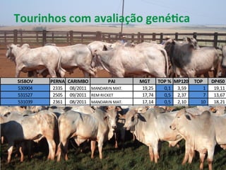 Tourinhos	
  com	
  avaliação	
  genéKca	
  
SISBOV PERNA CARIMBO PAI MGT TOP	
  % MP120 TOP DP450
530904 2335 08/2011 MANDARIN	
  MAT. 19,25	
  	
  	
  	
  	
  	
  	
   0,1	
  	
  	
  	
  	
  	
   3,59	
  	
   1	
  	
  	
  	
  	
  	
  	
  	
  	
  	
  	
  	
   19,11	
  	
  	
  	
  
531527 2505 09/2011 REM	
  RICKET 17,74	
  	
  	
  	
  	
  	
  	
   0,5	
  	
  	
  	
  	
  	
   2,37	
  	
   7	
  	
  	
  	
  	
  	
  	
  	
  	
  	
  	
  	
   13,67	
  	
  	
  	
  
531039 2361 08/2011 MANDARIN	
  MAT. 17,14	
  	
  	
  	
  	
  	
  	
   0,5	
  	
  	
  	
  	
  	
   2,10	
  	
   10	
  	
  	
  	
  	
  	
  	
  	
  	
  	
   18,21	
  	
  	
  	
  
531312 2577 09/2011 MANDARIN	
  MAT. 15,25	
  	
  	
  	
  	
  	
  	
   1,0	
  	
  	
  	
  	
  	
   2,90	
  	
   3	
  	
  	
  	
  	
  	
  	
  	
  	
  	
  	
  	
   15,66	
  	
  	
  	
  
530956 2436 08/2011 MANDARIN	
  MAT. 15,09	
  	
  	
  	
  	
  	
  	
   1,0	
  	
  	
  	
  	
  	
   2,01	
  	
   11	
  	
  	
  	
  	
  	
  	
  	
  	
  	
   16,17	
  	
  	
  	
  
531051 2451 08/2011 MANDARIN	
  MAT. 14,77	
  	
  	
  	
  	
  	
  	
   1,0	
  	
  	
  	
  	
  	
   1,91	
  	
   13	
  	
  	
  	
  	
  	
  	
  	
  	
  	
   16,53	
  	
  	
  	
  
38	
  
 