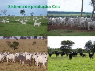 Sistema	
  de	
  produção:	
  Cria	
  
7	
  
 
