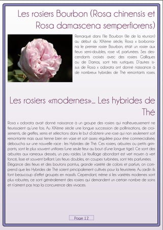Grandes fleurs parfumées Fleurs bicolores blanc-rouge Rosier hybride de Thé Rosa Nostalgie Racines nues Taille 60cm