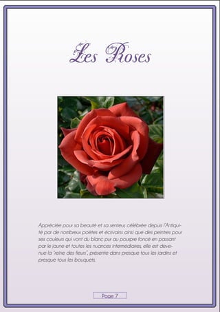 Grandes fleurs parfumées Fleurs bicolores blanc-rouge Rosier hybride de Thé Rosa Nostalgie Racines nues Taille 60cm