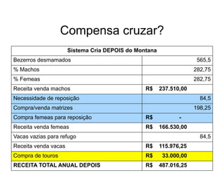 Compensa cruzar?
                      Sistema Cria DEPOIS do Montana
Bezerros desmamados                                                  565,5
% Machos                                                            282,75
% Femeas                                                            282,75
Receita venda machos                            R$     237.510,00
Necessidade de reposição                                              84,5
Compra/venda matrizes                                               198,25
Compra femeas para reposição                    R$            -
Receita venda femeas                            R$     166.530,00
Vacas vazias para refugo                                              84,5
Receita venda vacas                             R$     115.976,25
Compra de touros                                R$      33.000,00
RECEITA TOTAL ANUAL DEPOIS                      R$     487.016,25
 