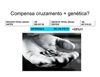 Compensa cruzamento + genética?
RECEITA TOTAL ANUAL     R$           RECEITA TOTAL ANUAL   R$
ANTES                   360.637,50   DEPOIS                487.016,25

                      DIFERENÇA       R$ 126.378,75   +35%!!!
 