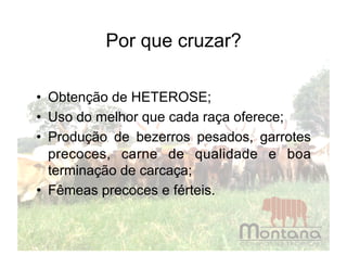 Por que cruzar?

•  Obtenção de HETEROSE;
•  Uso do melhor que cada raça oferece;
•  Produção de bezerros pesados, garrotes
   precoces, carne de qualidade e boa
   terminação de carcaça;
•  Fêmeas precoces e férteis.
 