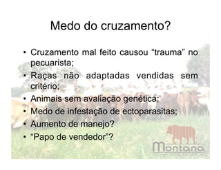 Medo do cruzamento?

•  Cruzamento mal feito causou “trauma” no
   pecuarista;
•  Raças não adaptadas vendidas sem
   critério;
•  Animais sem avaliação genética;
•  Medo de infestação de ectoparasitas;
•  Aumento de manejo?
•  “Papo de vendedor”?
 