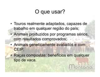 O que usar?

•  Touros realmente adaptados, capazes de
   trabalho em qualquer região do país;
•  Animais produzidos por programas sérios,
   com resultados comprovados;
•  Animais geneticamente avaliados e com
   CEIP;
•  Raças compostas: benefícios em qualquer
   tipo de vaca.
 