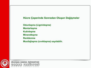 ü Çeperinde Sonradan Oluşan Değişmeler Odunlaşma (Ligninleşme) Mantarlaşma Kutinleşme Mineralleşme Renklenme Musilajlaşma (cıvıklaşma) sayılabilir.  