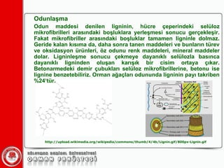 Odunlaşma Odun maddesi denilen ligninin, hücre çeperindeki selüloz mikrofibrilleri arasındaki boşluklara yerleşmesi sonucu gerçekleşir. Fakat mikrofibriller arasındaki boşluklar tamamen ligninle dolmaz. Geride kalan kısıma da, daha sonra tanen maddeleri ve bunların türev ve oksidasyon ürünleri, öz odunu renk maddeleri, mineral maddeler dolar. Ligninleşme sonucu çekmeye dayanıklı selülozla basınca dayanıklı ligninden oluşan karışık bir cisim ortaya çıkar. Betonarmedeki demir çubukları selüloz mikrofibrillerine, betonu ise lignine benzetebiliriz. Orman ağaçları odununda ligninin payı takriben %24‘tür. http://upload.wikimedia.org/wikipedia/commons/thumb/4/4b/Lignin.gif/800px-Lignin.gif 