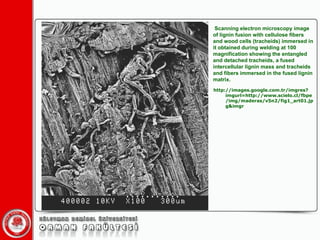 Scanning electron microscopy image of lignin fusion with cellulose fibers and wood cells (tracheids) immersed in it obtained during welding at 100 magnification showing the entangled and detached tracheids, a fused intercellular lignin mass and tracheids and fibers immersed in the fused lignin matrix. http://images.google.com.tr/imgres?imgurl=http://www.scielo.cl/fbpe/img/maderas/v5n2/fig1_art01.jpg&imgr 