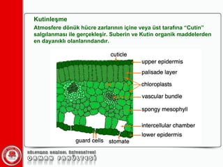 Kutinleşme Atmosfere dönük hücre zarlarının içine veya üst tarafına “Cutin” salgılanması ile gerçekleşir. Suberin ve Kutin organik maddelerden en dayanıklı olanlarındandır. 