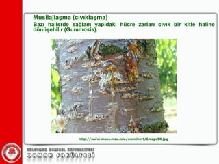 Musilajlaşma (cıvıklaşma) Bazı hallerde sağlam yapıdaki hücre zarları cıvık bir kitle haline dönüşebilir (Gummosis). http://www.maes.msu.edu/nwmihort/Image58.jpg 