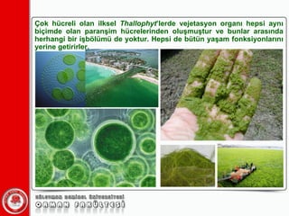 Çok hücreli olan ilksel  Thallophyt ’lerde vejetasyon organı hepsi aynı biçimde olan paranşim hücrelerinden oluşmuştur ve bunlar arasında herhangi bir işbölümü de yoktur. Hepsi de bütün yaşam fonksiyonlarını yerine getirirler. 