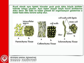 Kural olarak aynı tipteki hücreler grub grub daha büyük birlikler halinde ortaya çıkarlar. Aynı tipten oluşan böyle hücre birliklerine doku denir. Bir bitki ne kadar yüksek bir organizasyon gösterirse o kadar fazla doku türüne sahip olur. 