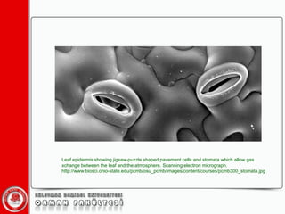 Leaf epidermis showing jigsaw-puzzle shaped pavement cells and stomata which allow gas xchange between the leaf and the atmosphere. Scanning electron micrograph. http://www.biosci.ohio-state.edu/pcmb/osu_pcmb/images/content/courses/pcmb300_stomata.jpg 