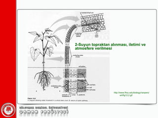 2-Suyun topraktan alınması, iletimi ve atmosfere verilmesi http://www.fhsu.edu/biology/ranpers/ert/fig12.2.gif 
