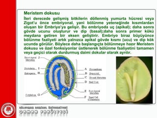 Meristem dokusu İleri derecede gelişmiş bitkilerin döllenmiş yumurta hücresi veya Zigot’u önce embriyonal, yani bölünme yeteneğinde kısımlardan oluşan bir Embriyo’ya gelişir. Bu embriyoda uç (apikal); daha sonra gövde ucunu oluşturur ve dip (basal);daha sonra primer kökü meydana getiren bir eksen geliştirir. Embriyo biraz büyüyünce bölünme faaliyeti artık yalnızca apikal gövde kısmı (ucu) ve dip kök ucunda görülür. Böylece daha başlangıçta bölünmeye hazır Meristem dokusu ve özel fonksiyonlar üstlenerek bölünme faaliyetini tamamen veya geçici olarak durdurmuş daimi dokular olarak ayrılır. 
