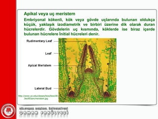 Apikal veya uç meristem Embriyonal kökenli, kök veya gövde uçlarında bulunan oldukça küçük, yaklaşık izodiametrik ve birbiri üzerine dik olarak duran hücrelerdir. Gövdelerin uç kısmında, köklerde ise biraz içerde bulunan hücrelere İnitial hücreleri denir. http://www.uic.edu/classes/bios/bios100/lectf03am/meristem.jpg 