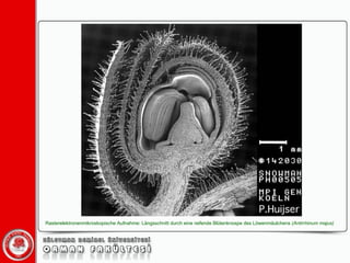 Rasterelektronenmikroskopische Aufnahme: Längsschnitt durch eine reifende Blütenknospe des Löwenmäulchens  (Antirrhinum majus)   