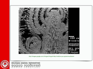 http://images.google.com.tr/imgres?imgurl=http://nsdl.lon-pa.org/res/msu/botonl 