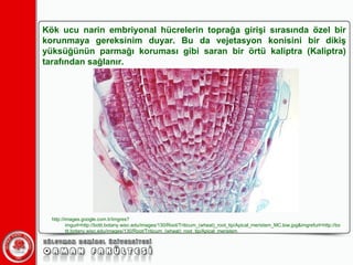 Kök ucu narin embriyonal hücrelerin toprağa girişi sırasında özel bir korunmaya gereksinim duyar. Bu da vejetasyon konisini bir dikiş yüksüğünün parmağı koruması gibi saran bir örtü kaliptra (Kaliptra) tarafından sağlanır. http://images.google.com.tr/imgres?imgurl=http://botit.botany.wisc.edu/images/130/Root/Triticum_(wheat)_root_tip/Apical_meristem_MC.low.jpg&imgrefurl=http://botit.botany.wisc.edu/images/130/Root/Triticum_(wheat)_root_tip/Apical_meristem 