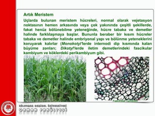 Artık Meristem Uçlarda bulunan meristem hücreleri, normal olarak vejetasyon noktasının hemen arkasında veya çok yakınında çeşitli şekillerde, fakat henüz bölünebilme yeteneğinde, hücre tabaka ve demetler halinde farklılaşmaya başlar. Bununla beraber bir kısım hücreler tabaka ve demetler halinde embriyonal yapı ve bölünme yeteneklerini koruyarak kalırlar ( Monokotyl’ lerde internodi dip kısmında kalan büyüme zonları;  Dikotyl ’lerde iletim demetlerindeki fascikular kambiyum ve köklerdeki perikambiyum gibi. Fascicular cambium  