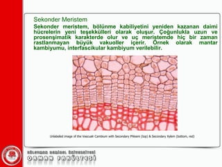 Sekonder Meristem Sekonder meristem, bölünme kabiliyetini yeniden kazanan daimi hücrelerin yeni teşekkülleri olarak oluşur. Çoğunlukla uzun ve prosenşimatik karakterde olur ve uç meristemde hiç bir zaman rastlanmayan büyük vakuoller içerir. Örnek olarak mantar kambiyumu, interfascikular kambiyum verilebilir. Unlabeled image of the Vascualr Cambium with Secondary Phloem (top) & Secondary Xylem (bottom, red)  
