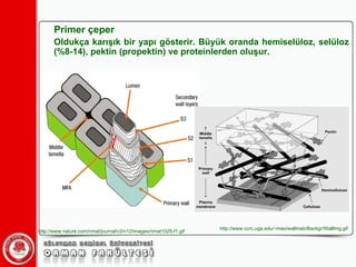 Primer çeper Oldukça karışık bir yapı gösterir. Büyük oranda hemiselüloz, selüloz (%8-14), pektin (propektin) ve proteinlerden oluşur. http://www.nature.com/nmat/journal/v2/n12/images/nmat1025-f1.gif http://www.ccrc.uga.edu/~mao/wallmab/Backgr/WallImg.gif 