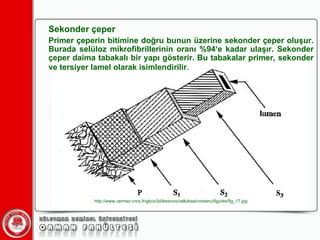 Sekonder çeper Primer çeperin bitimine doğru bunun üzerine sekonder çeper oluşur. Burada selüloz mikrofibrillerinin oranı %94‘e kadar ulaşır. Sekonder çeper daima tabakalı bir yapı gösterir. Bu tabakalar primer, sekonder ve tersiyer lamel olarak isimlendirilir . http://www.cermav.cnrs.fr/glyco3d/lessons/cellulose/contenu/figures/fig_17.jpg 